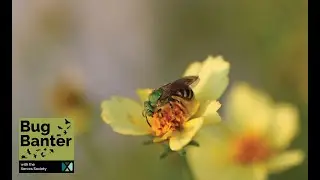 Season 3; Episode 1: Bring Back the Pollinators: Four Simple Steps to Save the Bees