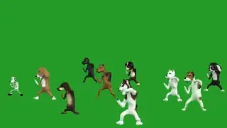 cartoon green screen video#animation dance video
