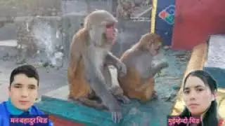 tamang selo shikhar beshiko hoi nana