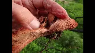 Abortiporus biennis Greece by Theo Fotiadis 24 12 2019