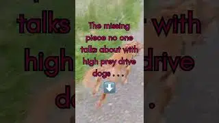 The missing piece no one talks about with high prey drive dogs . . .