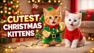&ldquo;Cutest Christmas Kittens 🎄😺 | 2 Minutes of Pure Holiday Cuteness&rdquo;