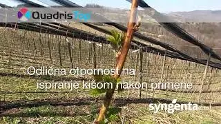 Za zdrav plod (malina, jagoda, povrće) i uspe&scaron;an prinos tu je QUADRIS&reg; Top