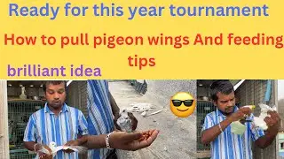 How to ready for this year pigeon tournament tips for beginners #petsworld #love #best #pigeon