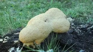 Slime mold time lapse.  Myxamoeba:  Giant amoeba engulfs rock: Version-1