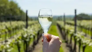What Makes English Wine So Great | Virgin Wines