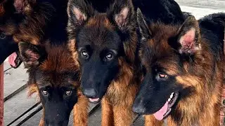 gsdindian. German shepherd. Long coat German shepherd dog. #germanshepheed #dog #gsd
