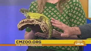 Electric Safari at Cheyenne Mountain Zoo