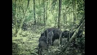 Caititus na ceva de milho