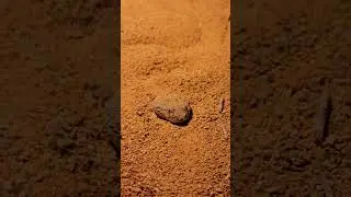 The stupidest looking animal in the world, the sand viper! #babysnake #sandviper #venomous #snakes
