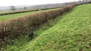 Jim Goshawk chasing pheasant off good point