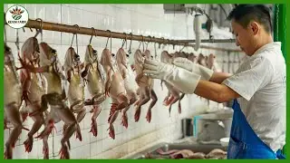 Frog Farm - How Farmers Raise Millions of Frogs and Get Their Meat in a Factory | Processing Factory