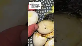Taking the eggs and ducklings out of the incubator