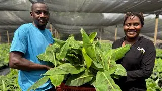 INSIDE THE FACTORY: Ghana's BIGGEST Banana Nursery by Golden Exotic Limited