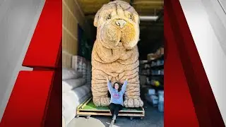 &lsquo;I was in disbelief&rsquo;: Las Vegas Nonprofit searching for 700 pound mascot thief