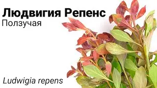 Людвигия Репенс или Ползучая (Ludwigia repens). Простое красное растение для аквариума