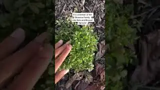 Intro to Hairy Bittercress - the green hiding in YOUR neighborhood! #shorts