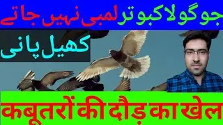 How To Send Pigeons Long Distance | Gola kabootar Lambi Ka Khel Pani | कबूतरों को दूर भेजने का खेल
