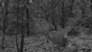 Beaver Island Deer Hunting