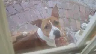 Update On The Stray Dog I Found In My Yard!