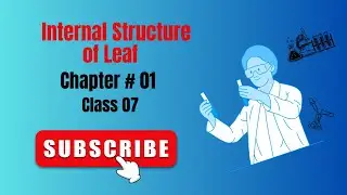 INTERNAL STRUCTURE OF LEAF CHAPTER NO 01 | CLASS 7