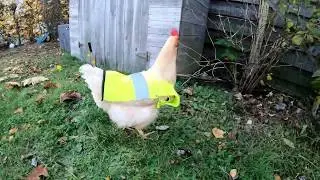 safety chicken run run