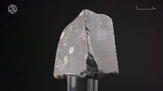 Biomicrite with crinoids: crinoidal calcilutite
