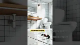 Ant Pest Control Kedron Brisbane