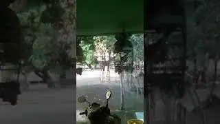 Burung perkutut Bspak Farid