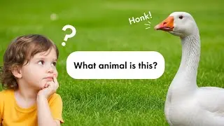 Animal Guessing Fun 🌈 Learn English Through Play