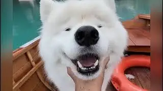 Top 6 Luxury Dog Breeds Known for Beauty and High Price Tags. 6 most beautiful and expensive dogs .
