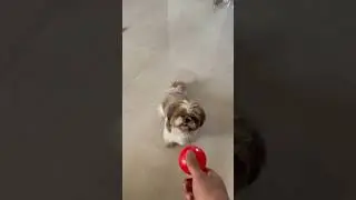 How to teach my dog to fetch ?