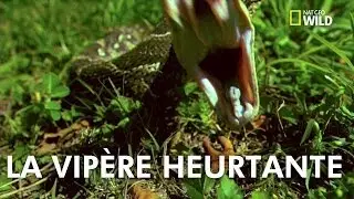 La vip&egrave;re heurtante