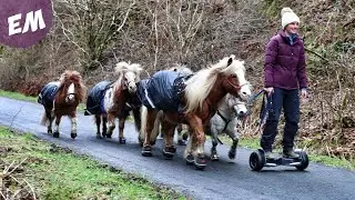 Ховербординг с моей командой Mini Pony