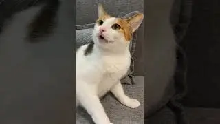 cat attraction sound meowing. #meowing #catsound