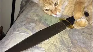 PBKG&rsquo;s 3 favorite Bowie knives &ldquo;as of now&rdquo;