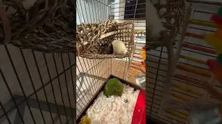 NEW RAT CAGE REVEAL🐀