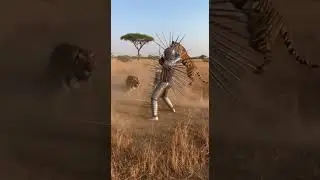 Spiked Armor Man vs Predators of the Savanna
