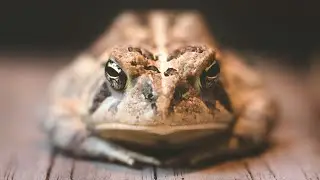 The Wild Toad: Nature's Most Abandoned Survivor In North America: Wanderwildlife
