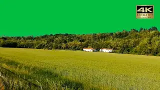forest tree green screen 4k video youtube