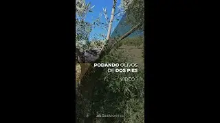 PODANDO OLIVOS DE DOS PIES - PARTE I