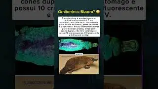 O ornitorrinco &eacute; o animal mais estranho do mundo! 🦆🥚