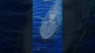 Take a listen to the biggest lungs on planet earth taking a breath! #nature #whale