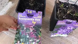 Dutch iris blooming and bought Harlequin Honeysuckle, Blue Ravine Clematis