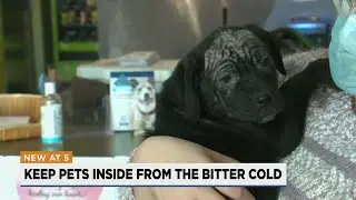Call Stray Rescue if you see pets out in the cold