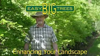 Fagus sylvatica - English Beech Tree