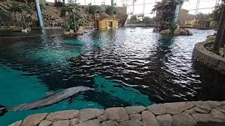 Beautiful Dolphin Habitat |Artificial Habitat | Dolphins | SeaWorld |Abudhabi