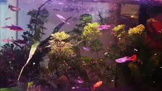Guppies, Endlers and fry born in 2025