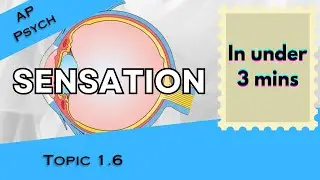 Sensation Explained in Under 3 mins (AP Psychology Unit 1 Topic 6) 1.6