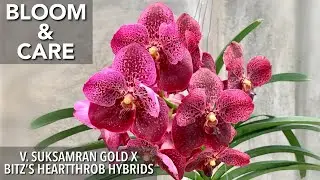 VANDA ORCHID IN BLOOM & CARE | V. Suksamran Gold x Bitz'x Heartthrob Hybrids | Orchid in Bloom